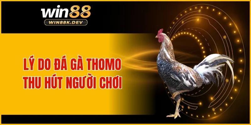 Lý do đá gà Thomo thu hút người chơi
