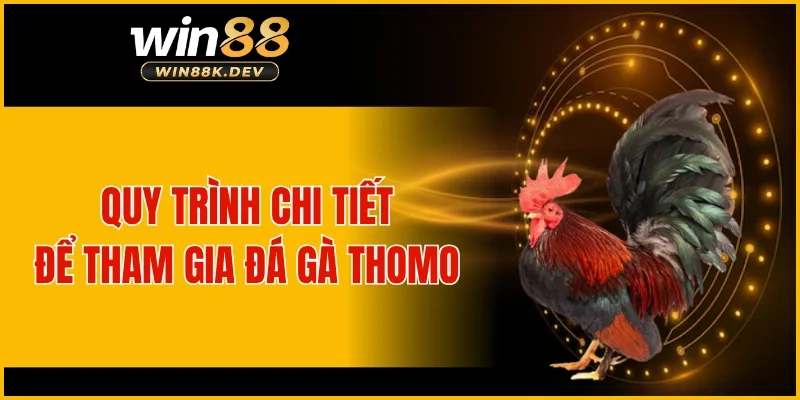 Quy trình chi tiết để tham gia đá gà Thomo